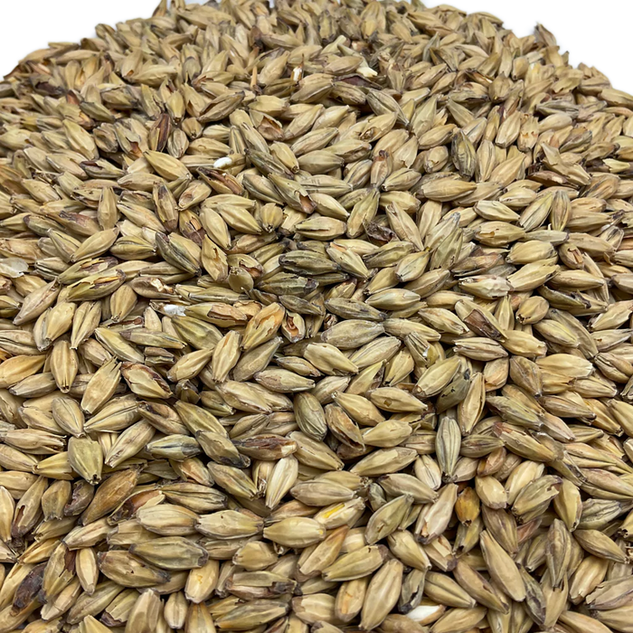 Gambrinus Gambrinus Honey Malt – Close-Up View Showing Detailed Grain Texture