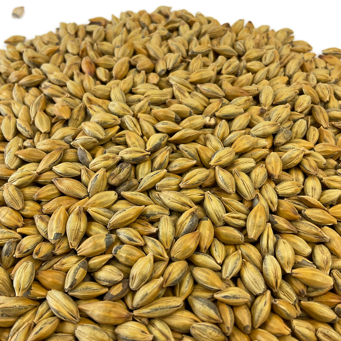 Crisp Amber Malt