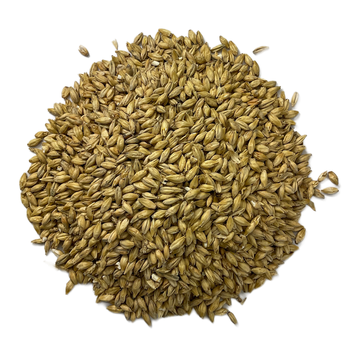 Close up photograph of Briess Brewers Malt, base malt barley grain.