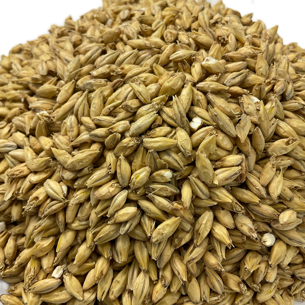 Close up view of American Pilsner Malted Grain from Briess