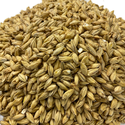 Close up view of American Pilsner Malted Grain from Briess