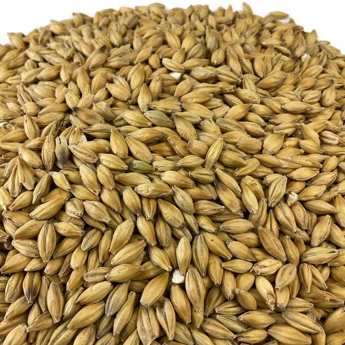 Gambrinus Pilsner Malt