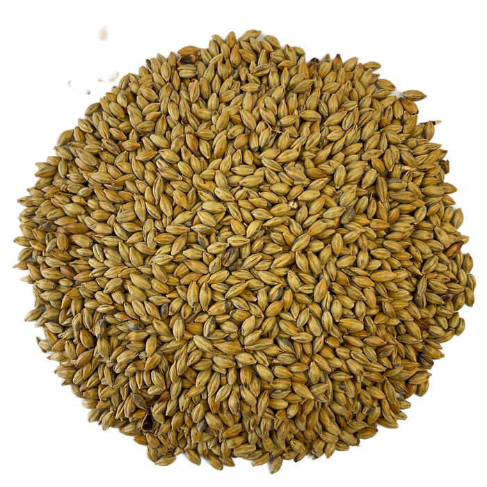 Crisp Amber Malt