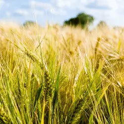 Image of a wheat field with the blue sky in the background.