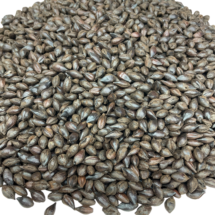 Simpsons Roasted Barley