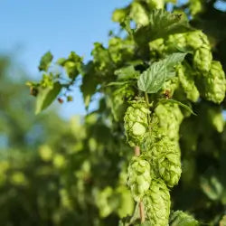 Image of hops on the bine, with the blue sky in the background.
