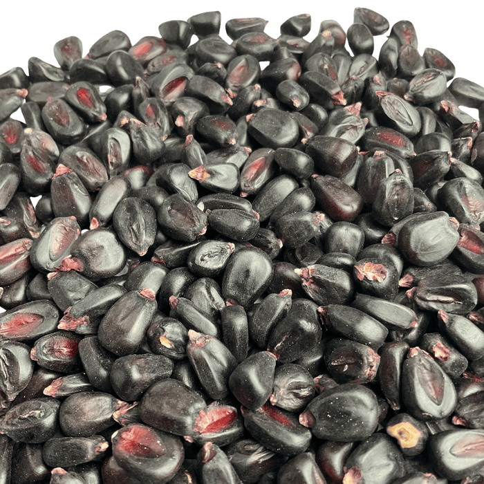 Close up view of heirloom purple corn for brewing.