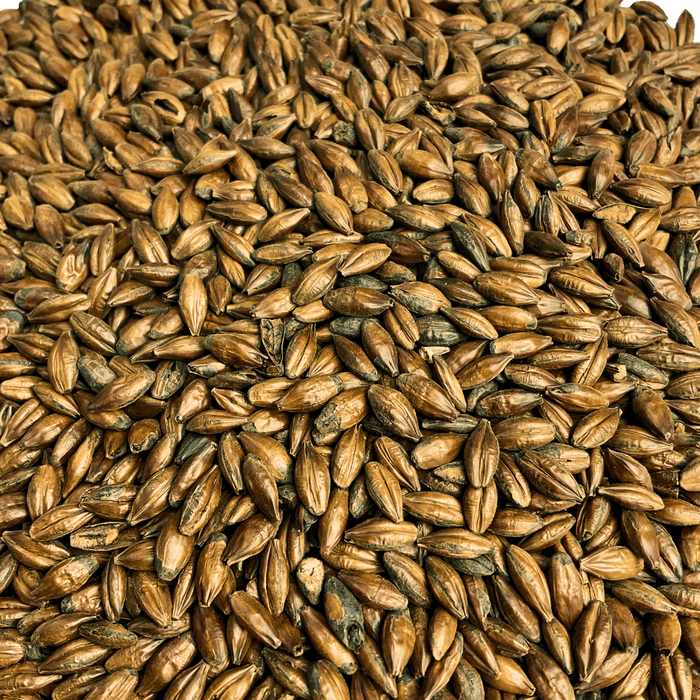 Close up image of Simpsons Pale Chocolate Malt for brewing beer.