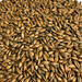Close up image of Simpsons Pale Chocolate Malt for brewing beer.