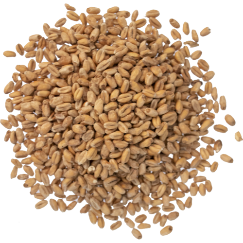 Circular pile of Viking Malt of oak-smoked wheat malt