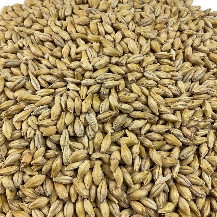 Close up view of a circular pile of Weyermann Barke Pilsner malt, the perfect base malt for many beer styles.