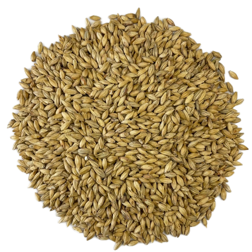 Lightly Kilned & Toasted Malts