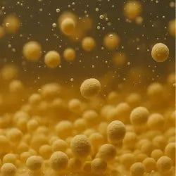 Image of yeast fermenting a beer at a microscopic level.